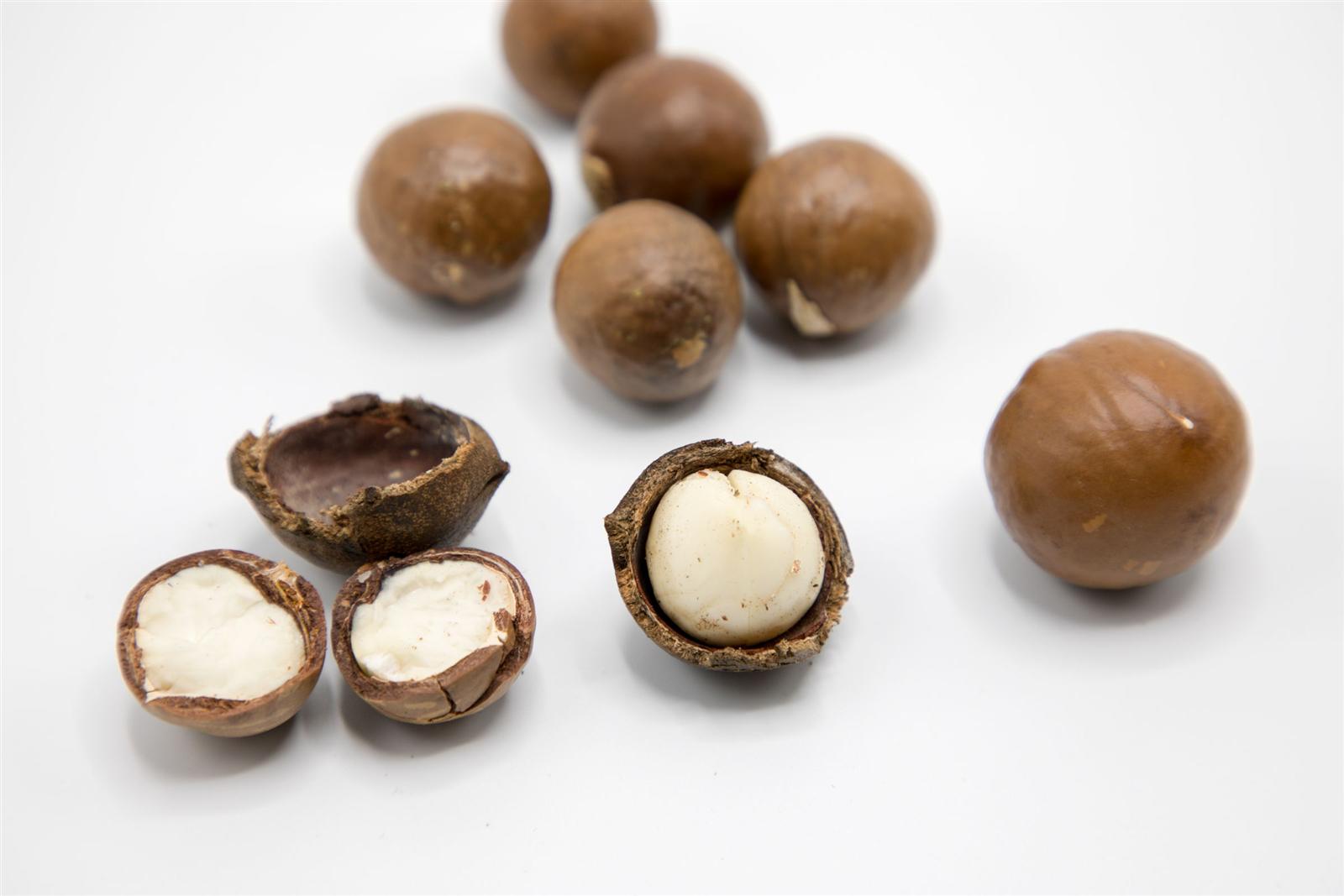 Macadamia nut-in-shell, whole and cracked open